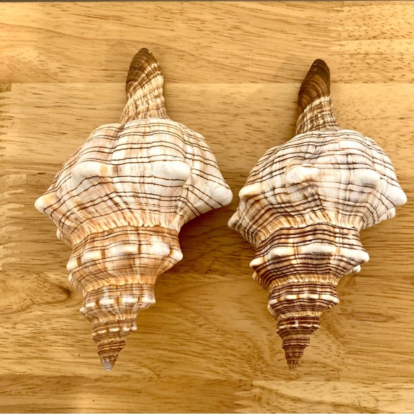 2 Shells Cream / Light Orange / Brown Neutral Decor Beach Shell - Picture 5 of 13